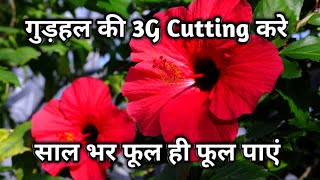 गुड़हल की 3G Cutting ऐसे करें, ज्यादा से ज्यादा फूल पाएं | How to Prune Hibiscus Plant