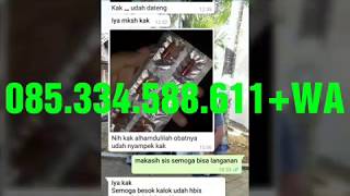 JUAL PELANGSING HERBAL SERA SEHAT RAMPING 085334588611 Wa ASLI MURAH ORIGINAL ORI