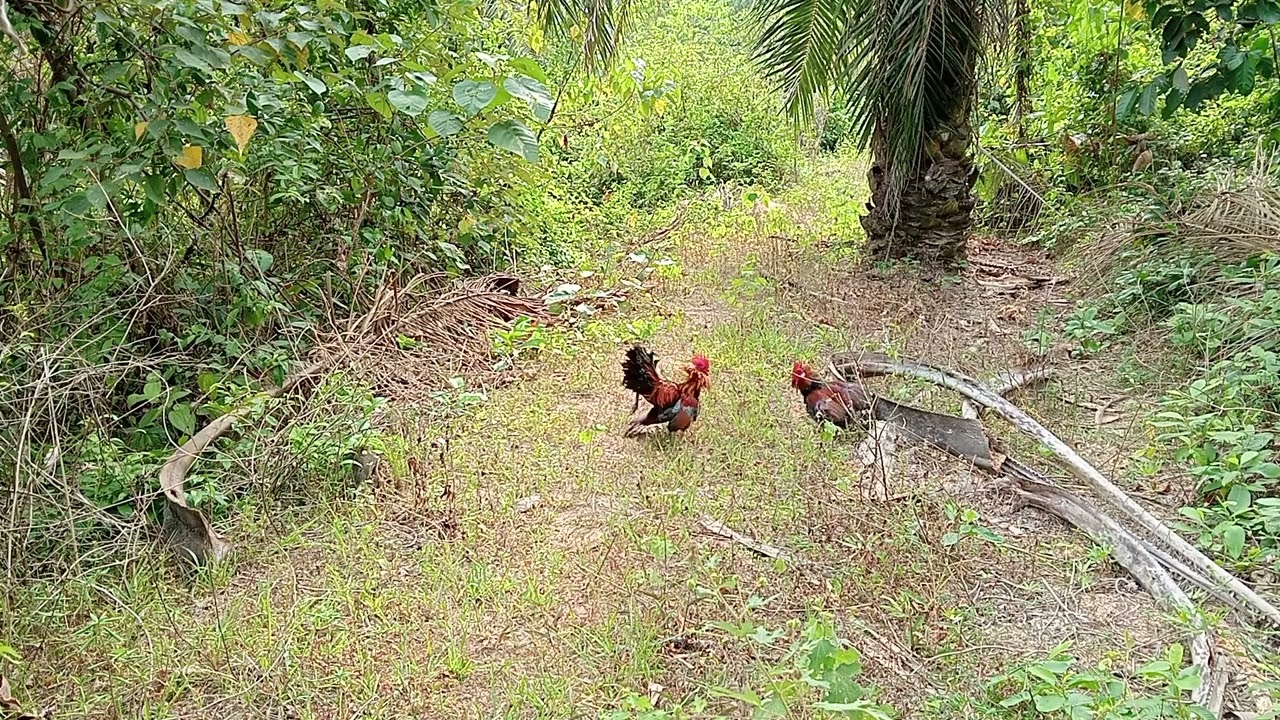 Pikat ayam hutan anak muda good job PETROL#TGSpikatlaga#gengpikatlaga#senilapis 24.8.2025