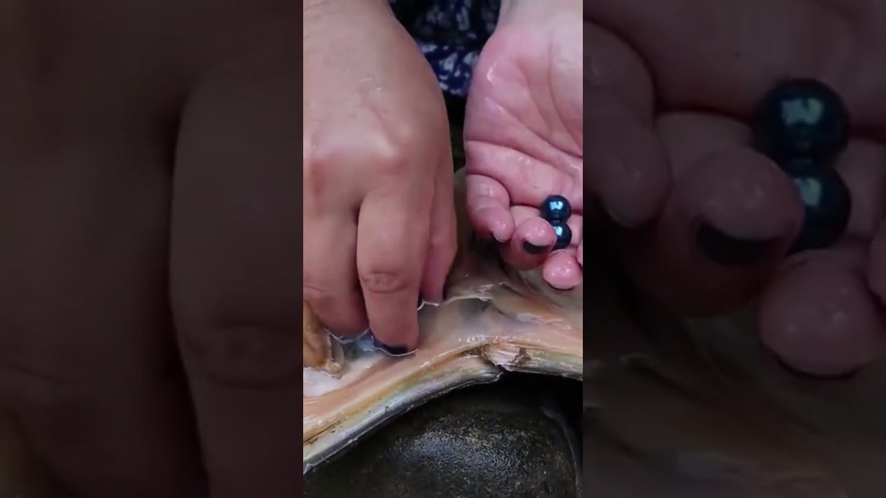 Royal Dark Blue Oyster Pearls