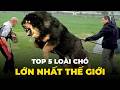 TOP 5 LOÀI CHÓ LỚN NHẤT THẾ GIỚI