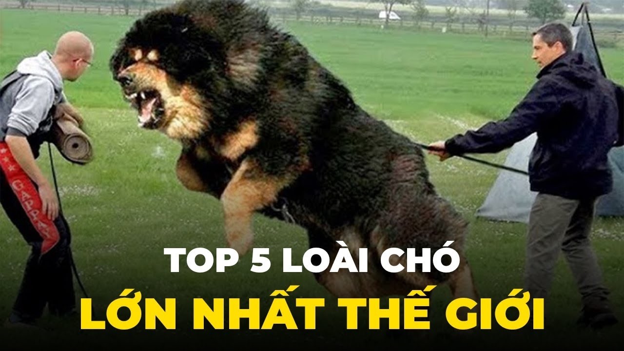 TOP 5 LOÀI CHÓ LỚN NHẤT THẾ GIỚI