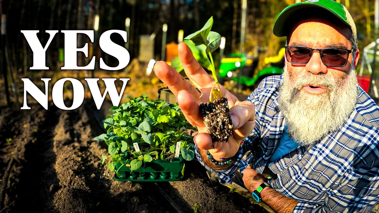 These are the first plants to go into the garden