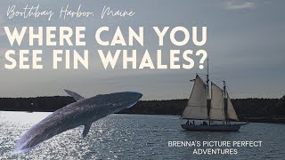 WHERE CAN YOU SEE FIN WHALES Whale Watching in Maine Boothbay Harbor