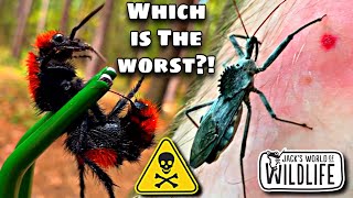 The TOP 5 WORST STINGS In The US!
