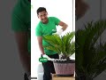 سايكاس