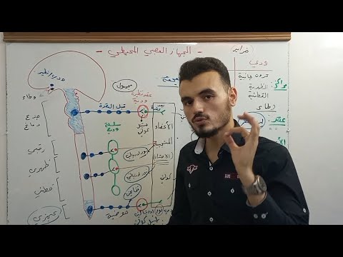 الدرس 3 عصبية الجزء الثاني شرح علوم بكالوريا الدكتور عبدالله عكش الجهاز العصبي ودي نظير ودي