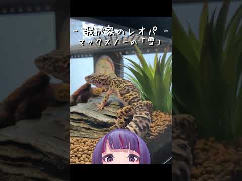 【レオパ】我が家のレオパをご紹介（マックスノー編①） #shorts【VTuber/爬虫類/レプタイル/レオパ/ヒョウモントカゲモドキ/マックスノー/初心者】