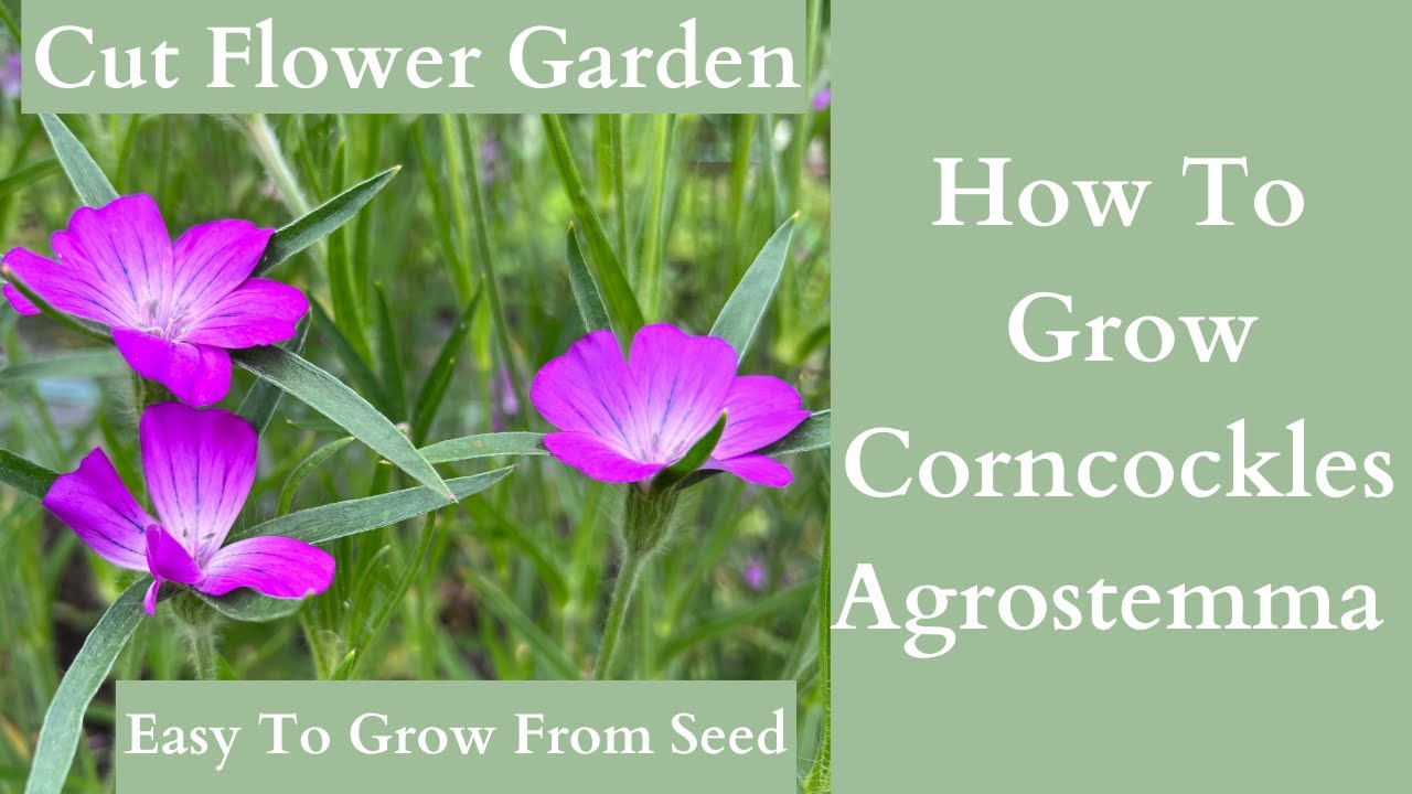 How To Grow Agrostemma Flowers Corncockles Youtube