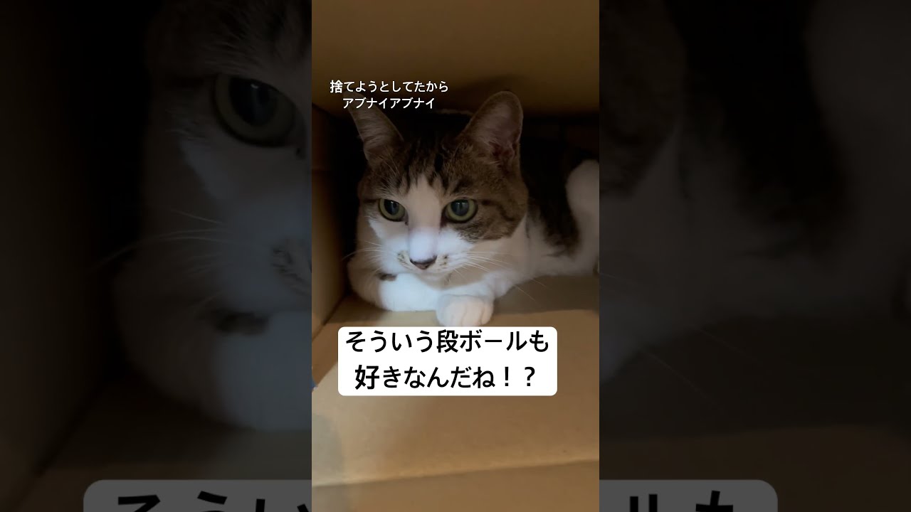 cat #catlife #猫好きさんと繋がりたい #猫の居る暮らし #猫好き