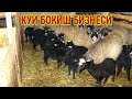 РАМАНОВ КУЙЛАР ЙЕТКАЗИБ БЕРАМИЗ  УЛГУРЧИ НАРХЛАРДА