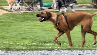 Peaches the wonder pup Rhodesian Ridgebacks first trip back out to the dog park post surgery.