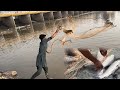 So Many Fish🐟🎣 Came Into The Head Bloki River | Rana Resort Tour