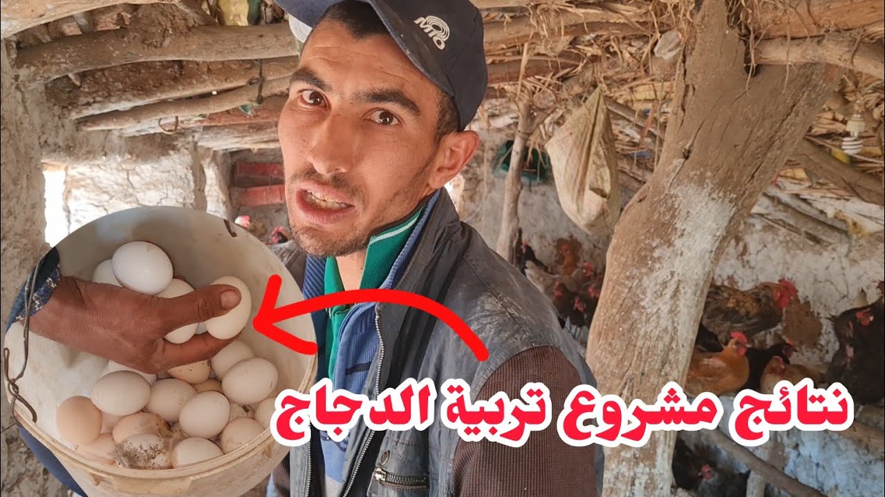 تربية الدجاج خليط السلالة  نتائج مشروع صغير مربح