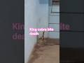 king cobra bite death