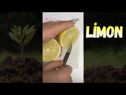 Video: Büyüyen Limon Mine Otu Hakkında Bilgi