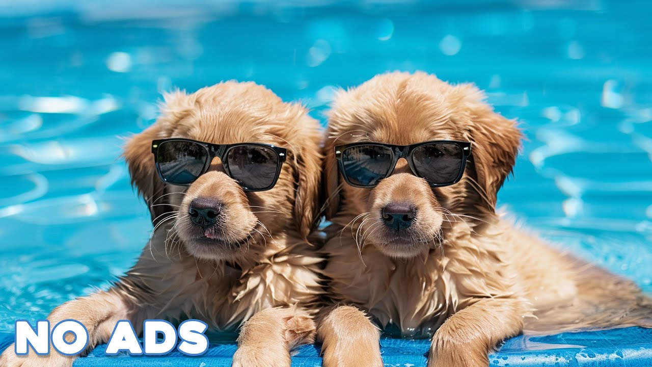 12 Hours of Deep Separation Anxiety Music for Dog Relaxation! Helped 4 Million Dogs Worldwide! NEW!