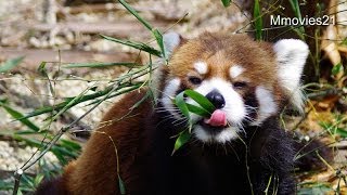 Cute wild boy,Red Panda 