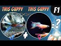 Cross breeding guppy strains  how to create your own guppy strain