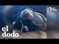 Niños que crecieron con sus mascotas | El Dodo
