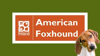 American Foxhound Breed Fun Facts by Petland Oklahoma City 5 views 3 months ago 55 seconds