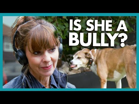 Is This Elderly Dog Secretly a BULLY? | It's Me or The Dog