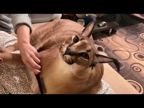 Pumba Caracal Protects His Brother Cat EP03 : Floppa 