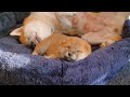 3 Weeks Old Shiba Inu Puppies