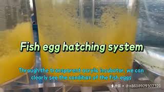 fish incubator show