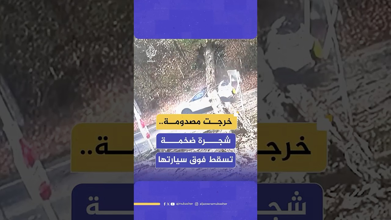 خرجت في حالة ذهول.. نجاة امراة بعد سقوط شجرة ضخمة فوق سيارتها