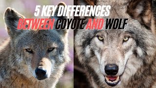 Difference Between Coyote and Wolf - 5 Key Similarities and Differences Between Wolves and Coyotes