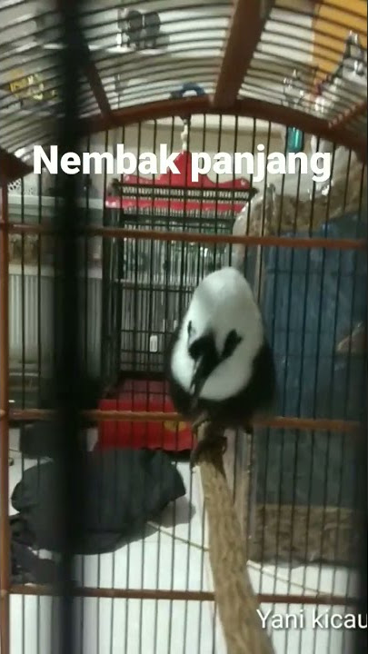 poksay jambul putih nembak panjang mewah