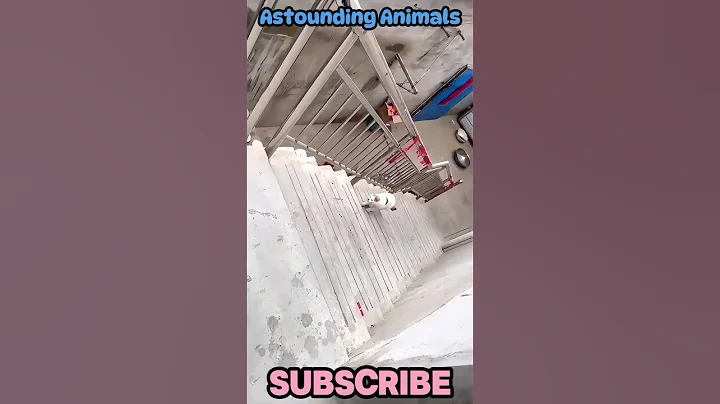 Video 6399321: cat jump fail, cats amazing animals, beautiful cat