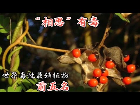 “相思”有毒，一颗致命。它究竟有什么毒？不要用嘴巴去探索世界