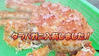 虎杖浜 たらこ 明太子 北海道 海鮮 通販 2018年タラバガニ入荷しました!