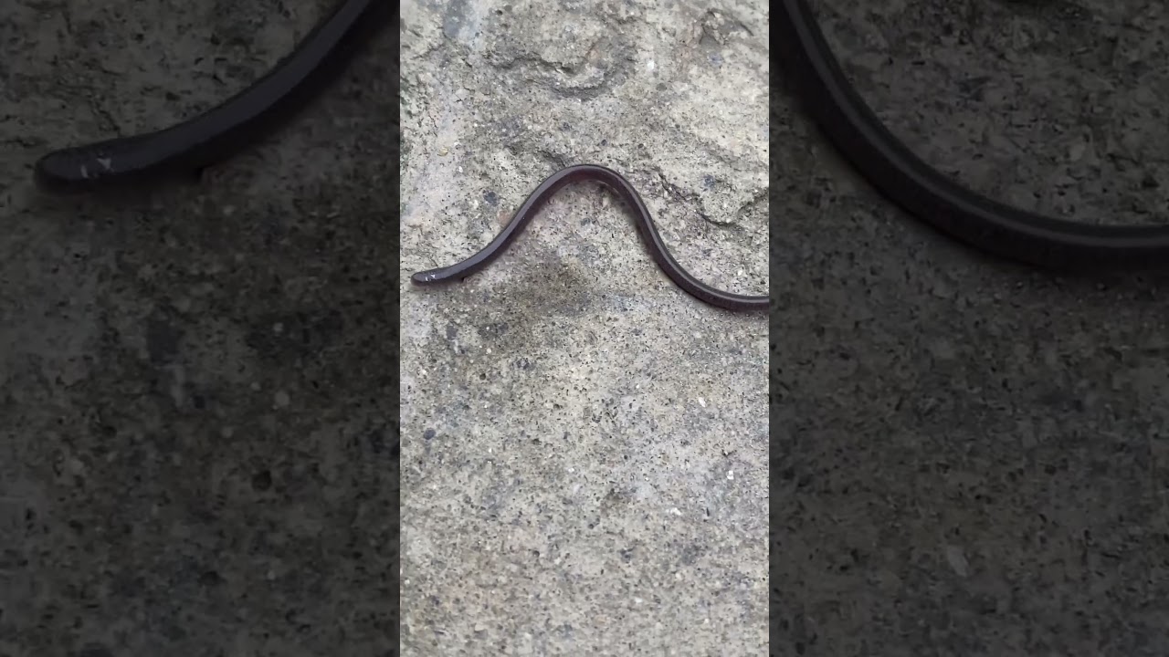 Common blind snake (Non poisonous)
