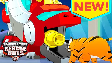 Transformers: Rescue Bots | Dinobot VS Tiger 🦕 | FULL Episode | Kids Cartoon | Transformers Junior