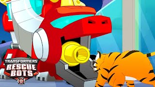 Dinobot VS Tiger 🦕 | Transformers Rescue Bots | Kids Cartoon | Transformers TV