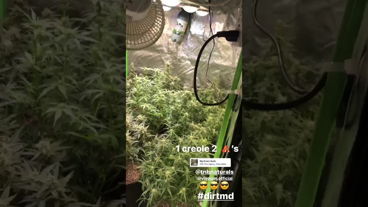 creole family farms harvest drying tent enhancer co2 bottle