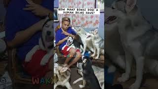 THIS SIBERIAN HUSKY ANSWERS HOW MANY BONES DOES A HUMAN BEING HAVE| Wakyrie Abs #husky #shorts by Wakyrie Abs 71 views 1 year ago 1 minute, 6 seconds
