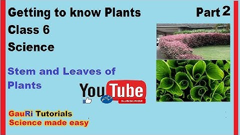 Getting to know Plants Part 2 Stem and Leaf Class 6 Science