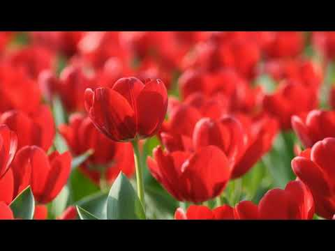 Video: Ali tulipan cveti?