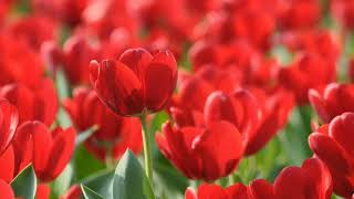 картинка: 🔊гр. Шоколад -🎵 Алый 🌷🌷🌷