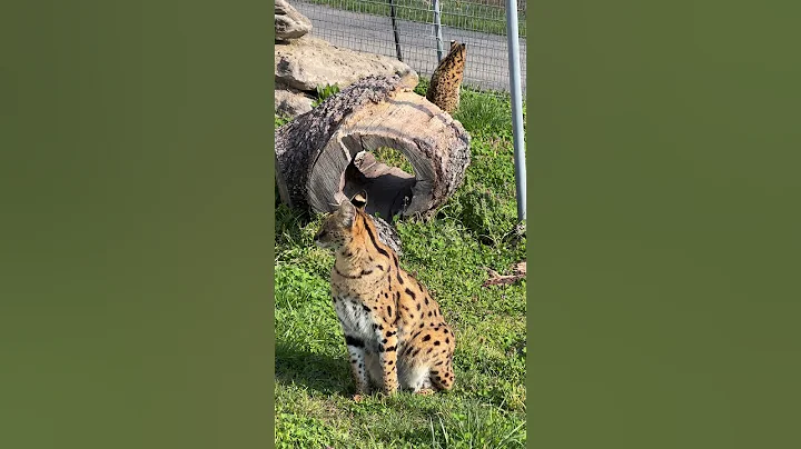Watch the video about SERVAL CATS, Lexi and Whistler