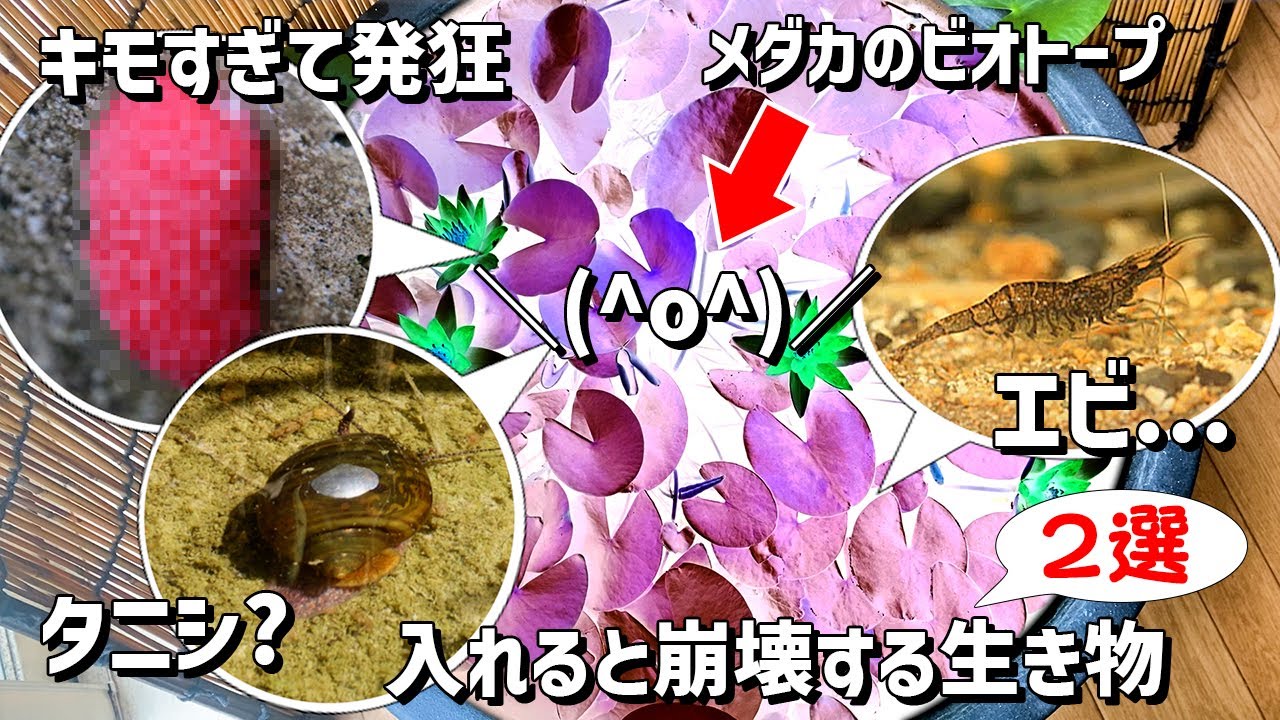 Outdoor biotope for medaka] Two common creatures that are so