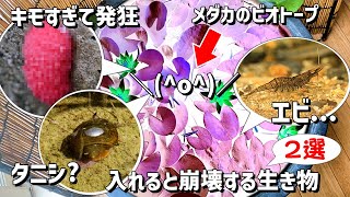 Outdoor biotope for medaka] Two common creatures that are so