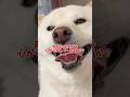あなたは愛犬を心から愛していますか? #shorts #柴犬 #犬 #dog