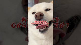 シュリママ♡トイプードルちゃんちょうだいポーズ。直立。おまけ付き♡ YouTube
