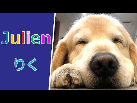 ゴールデンレトリバー りく かわいいし優しい顔してるな Youtube ゴールデンレトリバー りく かわいいし優しい顔してるな Youtube