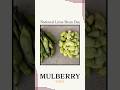 "National Lima Bean Day" with Mulberry Tree